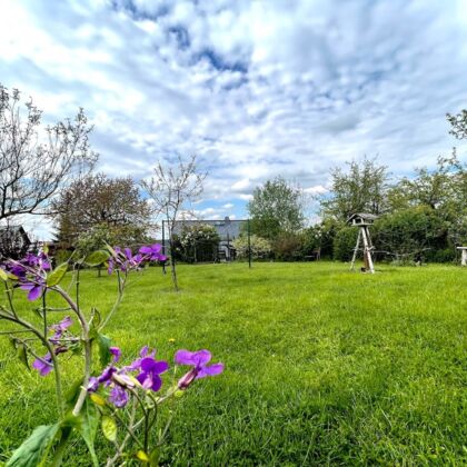 Blick in den Garten