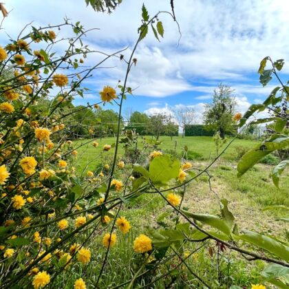 Blick in den Garten